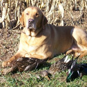 Meet your Posher, Scott